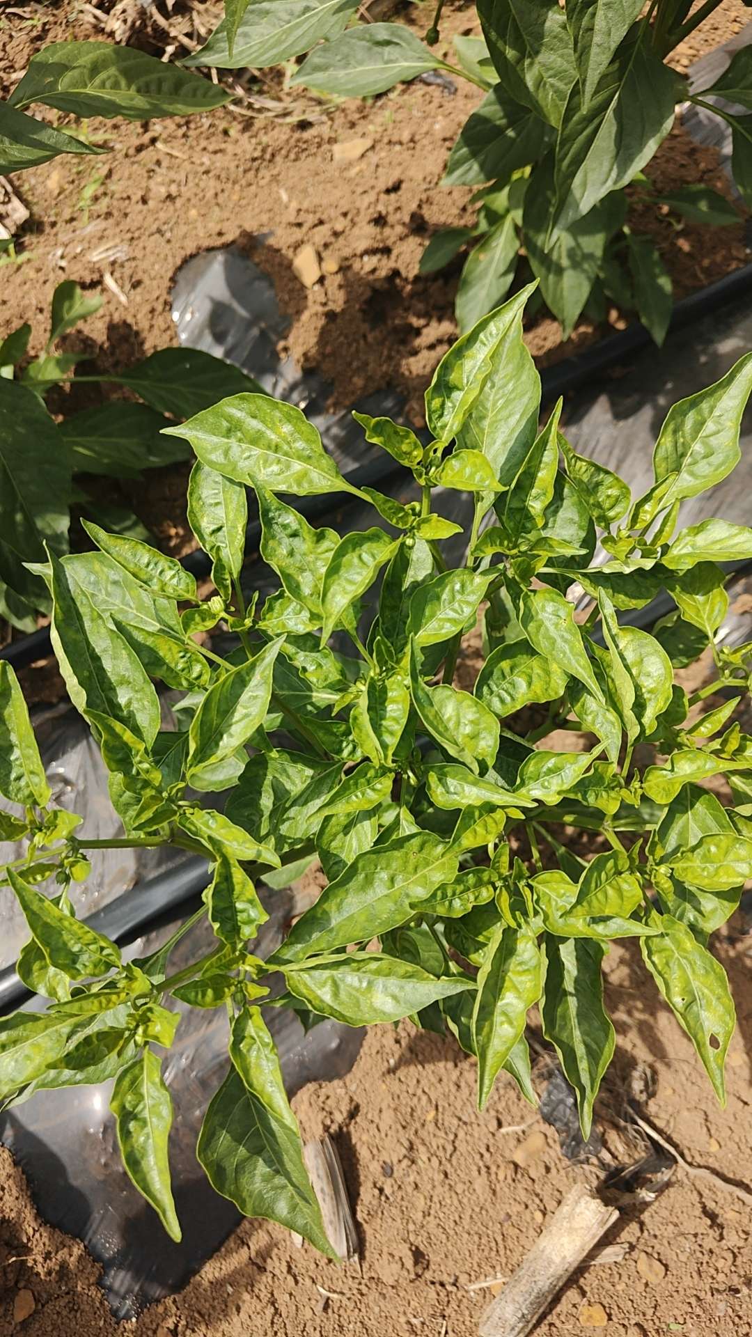 http://st-static1.ityfox.com/forums/2025/06/06/17491794237191.jpeg