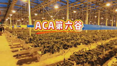 #ACA第六谷 模式，打造#ACA作物工厂，规划建园到栽培种植水肥管理一站式服务！#可控农业 #华维集团