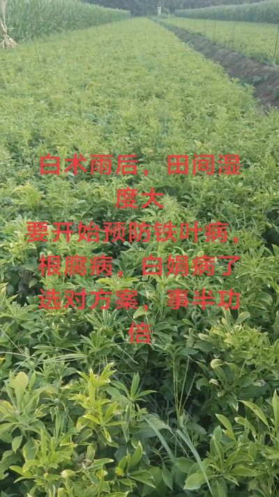 雨期过后白术病害要防治了
预防铁叶病，白娟病
现在也进入了膨大期
可以打膨大的