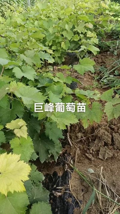 巨峰葡萄苗。一年扦插苗。需要联系。苗圃基地直销！需要联系18534302961