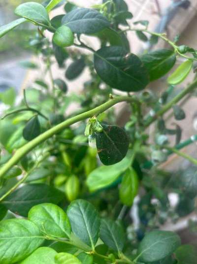 蓝莓白粉虱：从识别到防治的全指南