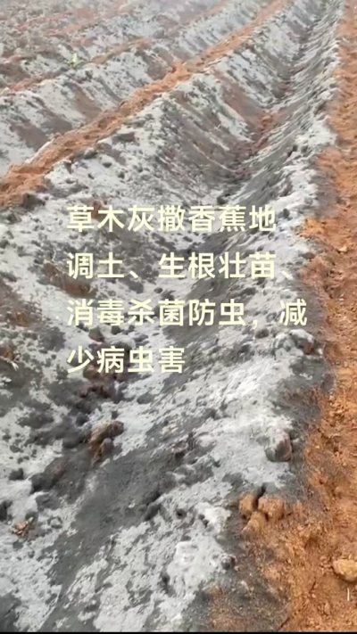 [太阳]纯植物草木灰源头厂家，草木灰广泛适用于各类农作物，是性价比很高的有机肥