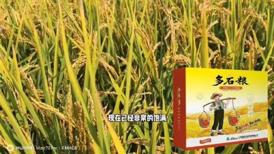 多石粮-谷物小分子有机酸，田间表现。
剑叶挺拔，灌浆饱，千粒重，上粮快。