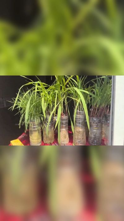微生物菌剂，出厂前每克添加5亿微生物。最新实验生根育苗，保证不烧苗，促进毛细根增长，抑制病虫害，疏松土壤，保水保肥。近期需要用肥的老板提前联系，19331068337微信同步。