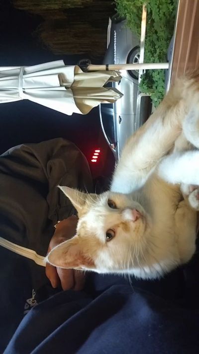 这是我在野外今年春天开始喂养的小猫🐈🐱🐱🐱🐱🐱🐱🐱🐱🐱🐱🐱很可爱