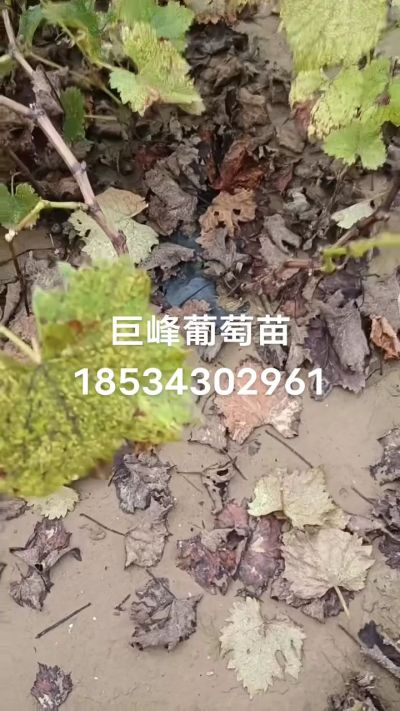 巨峰葡萄苗，一年扦插苗，苗圃基地直销！需要联系18534302961