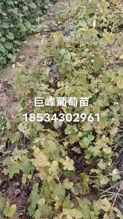 出售早熟巨峰葡萄苗。药用连翘苗，科研五号优质种苗，2/5年苗，药用连翘树，挂果树，全国包邮到家！财富密码18534302961
