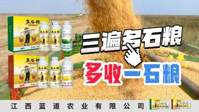冬季种植，油菜，小麦，草莓等作物的，出现了除草剂药害，黄叶，僵苗，苗不长等问题，马上用多石粮，确保5天见到效果。