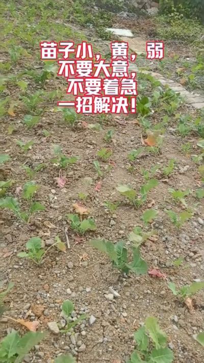 油菜苗子弱苗子小，就用多石粮，5天见效果。