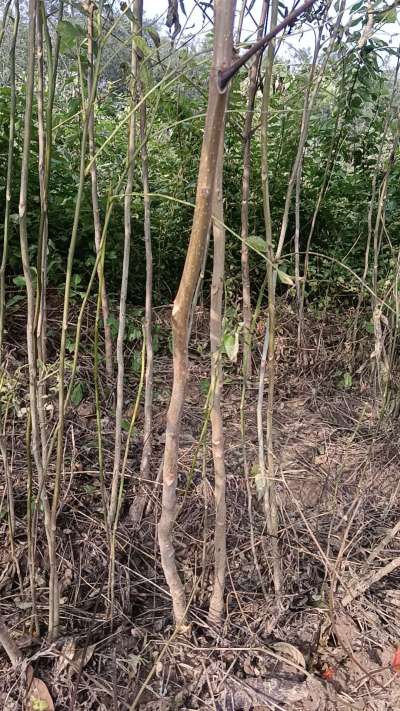 出售臭椿苗，巨峰葡萄苗。药用连翘苗，科研五号优质种苗，2/5年苗，药用连翘树，挂果树，全国包邮到家！财富密码18534302961