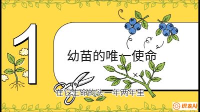 第6节：修剪决定产量（上）&mdash;&mdash;幼苗期与生长期修剪， 课程：《蓝莓&ldquo;高产&rdquo;实战课：从选苗到丰收的10个关键点》