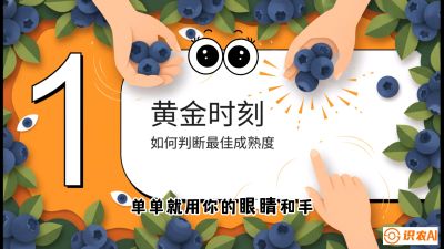 第10节：完美的&ldquo;果粉&rdquo;&mdash;&mdash;采摘时机与保鲜， 课程：《蓝莓&ldquo;高产&rdquo;实战课：从选苗到丰收的10个关键点》