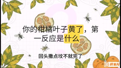 第一节：保命生死线&mdash;&mdash;黄龙病与木虱，课程：《柑橘十大病虫害：从入门到精通》