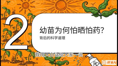 第02节：幼树管理&mdash;&mdash;&ldquo;防晒又防草，树势起得早&rdquo;，课程：《槟榔种植：从不懂到精通的10堂必修课》