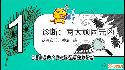 第06节：顽固虫害防治&mdash;&mdash;&ldquo;钻心虫与红蜘蛛，打准时间才服输&rdquo;《槟榔种植：从不懂到精通的10堂必修课》