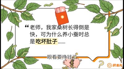 第01节：不仅仅是树&mdash;&mdash;顶级品种选配策略，课程：《桑海淘金：桑树高产与蚕桑安全进阶实战课》