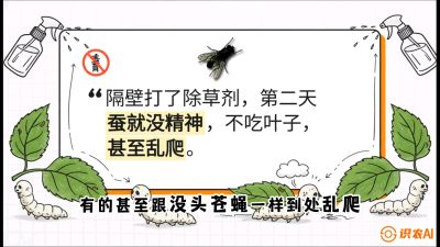 第05节：养蚕人的&ldquo;排雷战&rdquo;&mdash;&mdash;除草剂的生死禁忌，课程：《桑海淘金：桑树高产与蚕桑安全进阶实战课》