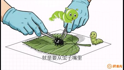 第07节：虫口夺叶（下）&mdash;&mdash;不得不打药时的&ldquo;解毒术&rdquo;，课程：《桑海淘金：桑树高产与蚕桑安全进阶实战课》