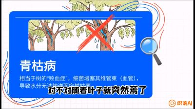 第08节：看不见的杀手&mdash;&mdash;青枯病与萎缩病，课程：《桑海淘金：桑树高产与蚕桑安全进阶实战课》