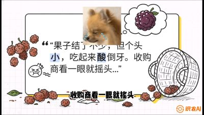 第10节：甜蜜的科学&mdash;&mdash;膨大、增甜与转色，课程：《桑海淘金：桑树高产与蚕桑安全进阶实战课》
