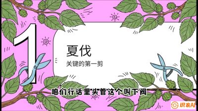 第11节：叶果双收&mdash;&mdash;特殊的夏伐与冬伐，课程：《桑海淘金：桑树高产与蚕桑安全进阶实战课》