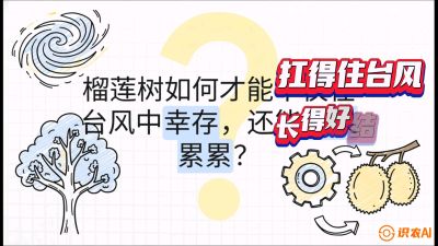 第四节：中国榴莲突围战：为生存重塑权型，抗台风矮化栽培与力学牵引，课程：《国产榴莲突围战：从泰国经验到中国实操的8堂必修课（高阶实战版）》