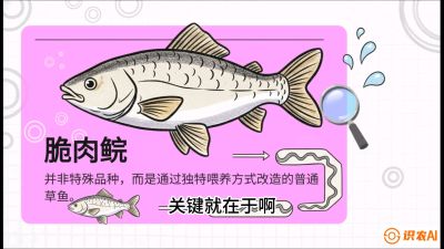 第六节：【老品升级&middot;脆肉鲩】如何让草鱼身价翻倍？，课程：《黄金鳞甲：2025中国淡水鱼高效养殖实战营》