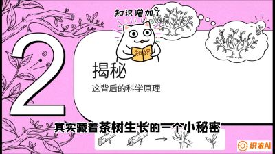 第04节（修剪篇）：树势复活术：从&ldquo;越剪越弱&rdquo;到&ldquo;枝繁叶茂&rdquo;的能量管理与夏秋茶逆袭，课程：《茶金时代：从&ldquo;看天吃饭&rdquo;到&ldquo;精准控局&rdquo;的茶叶高产提质实战课》