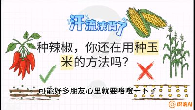第1节：【品种定江山】工业辣椒vs小米辣：底肥公式与密度陷阱的&ldquo;百万生意经&rdquo;，课程：《辣椒种植实战特训营，从工业辣椒到精品小米辣，教你如何把&ldquo;草&rdquo;种成&ldquo;金&rdquo;》