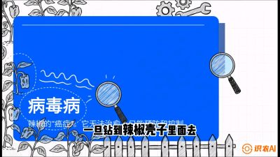 第5节：【病毒病阻击】辣椒的&ldquo;癌症&rdquo;怎么治？从&ldquo;绝收恐慌&rdquo;到&ldquo;带毒生产&rdquo;的逆转术，课程：《辣椒种植实战特训营，从工业辣椒到精品小米辣，教你如何把&ldquo;草&rdquo;种成&ldquo;金&rdquo;》