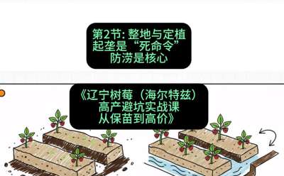 第二节： 整地与定植&mdash;&mdash;起垄是&ldquo;死命令&rdquo;，防涝是核心，课程：《辽宁树莓（海尔特兹）高产避坑实战课：从保苗到高价》