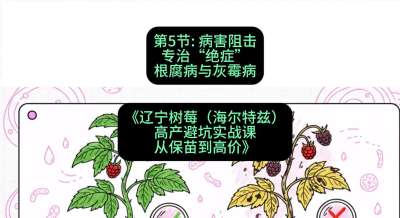 第五节： 病害阻击&mdash;&mdash;专治&ldquo;绝症&rdquo;根腐病与灰霉病，课程：《辽宁树莓（海尔特兹）高产避坑实战课：从保苗到高价》
