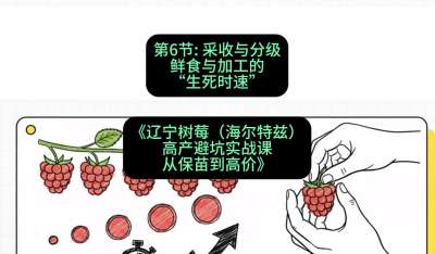 第六节： 采收与分级&mdash;&mdash;鲜食与加工的&ldquo;生死时速&rdquo;，课程：《辽宁树莓（海尔特兹）高产避坑实战课：从保苗到高价》