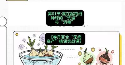 第01节：赢在起跑线&mdash;&mdash;种球的&ldquo;洗澡&rdquo;与&ldquo;消毒&rdquo;，课程：《卷丹百合&ldquo;无病高产&rdquo;植保实战课》#识农AI