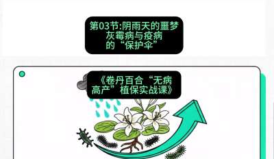 第03节：阴雨天的噩梦&mdash;&mdash;灰霉病与疫病的&ldquo;保护伞&rdquo;，课程：《卷丹百合&ldquo;无病高产&rdquo;植保实战课》#识农AI