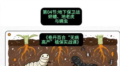 第04节：地下保卫战&mdash;&mdash;蛴螬、地老虎与螨虫 ，课程：《卷丹百合&ldquo;无病高产&rdquo;植保实战课》#识农AI