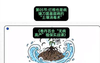 第05节：烂根也是病&mdash;&mdash;镰刀菌基腐病的&ldquo;土壤消毒术&rdquo; ，课程：《卷丹百合&ldquo;无病高产&rdquo;植保实战课》#识农AI