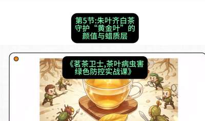 第05节：朱叶齐白茶&mdash;&mdash;守护&ldquo;黄金叶&rdquo;的颜值与蜡质层（重点），课程：《茗茶卫士&mdash;&mdash;茶叶病虫害绿色防控实战课》#识农AI
