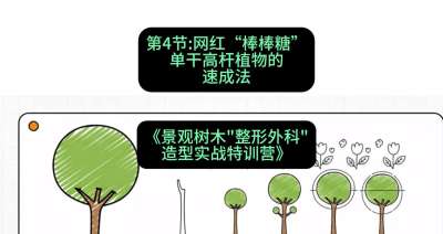 第04节：网红&ldquo;棒棒糖&rdquo;&mdash;&mdash;单干高杆植物的速成法，课程：《景观树木&ldquo;整形外科&rdquo;造型实战特训营》#识农AI