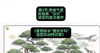 第05节：贵族气质&mdash;&mdash;松柏类&ldquo;云片&rdquo;造型的层次美学，课程：《景观树木&ldquo;整形外科&rdquo;造型实战特训营》#识农AI
