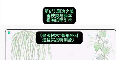 第06节：飘逸之美&mdash;&mdash;垂枝类与藤本植物的牵引术，课程：《景观树木&ldquo;整形外科&rdquo;造型实战特训营》#识农AI
