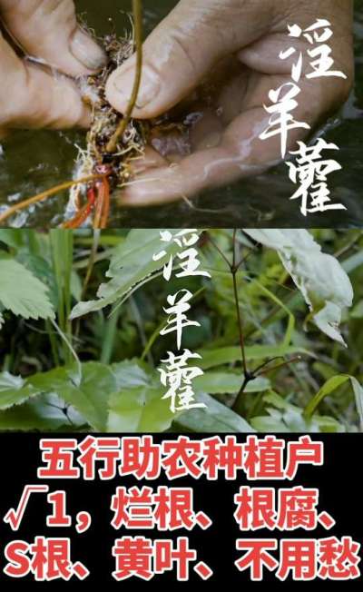 177，1907，0725，V 同号
1  老乡们！种淫羊藿不用乱买肥，咱这款专用肥，针对淫羊藿习性配的，壮苗防烂根，采收多卖钱，用过都回头！
2  咱种淫羊藿图的就是省心高产！专用肥薄肥勤施，苗不烧