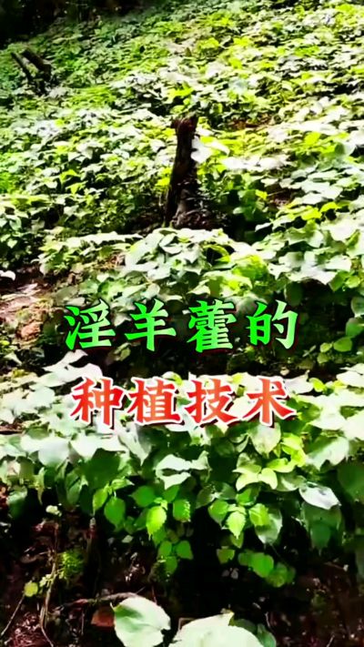 揭秘&ldquo;仙草&rdquo;淫羊藿的种植密码！耐严寒耐贫瘠，林下套种不占耕地，管理简单还能套种其他作物，一亩地的投入两亩地的收益～ 想返乡创业的赶紧码住！ #淫羊藿种植技术 #返乡创业项目 #药材种植指南 #农业新风
