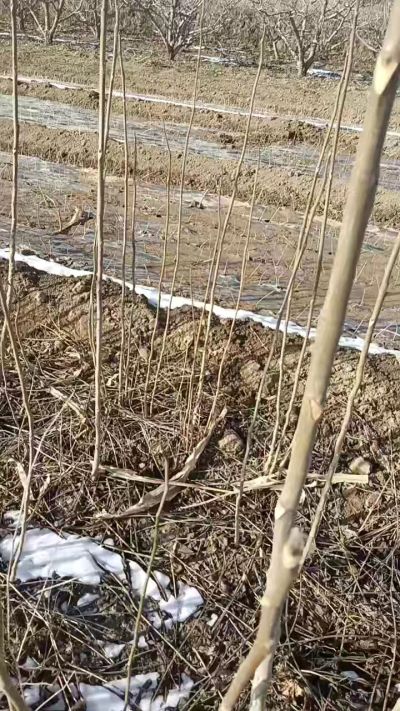 臭椿苗，一年苗，需要联系我，全国包邮到家。18534302961