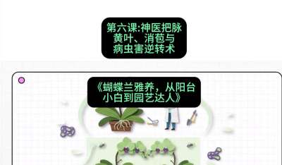 第六节：神医把脉：黄叶、消苞与病虫害逆转术，课程：《蝴蝶兰雅养六讲：从阳台小白到园艺达人》#识农AI