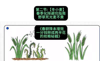 第二节：【冬小麦】春季化除避坑指南，野草死光麦不黄