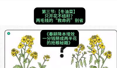 第三节：【冬油菜】只开花不结籽？两毛钱的&ldquo;救命药&rdquo;别省
