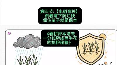 第四节：【水稻育秧】倒春寒下防烂秧，保住苗子就是保本