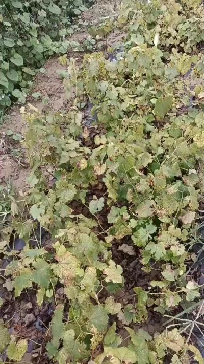 出售巨峰葡萄苗。药用连翘苗，科研五号优质种苗，2/5年苗，药用连翘树，挂果树，全国包邮到家！财富密码18534302961