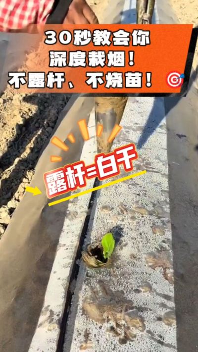 这个栽法太关键了！深栽是烤烟成活的根本，亲测有效！